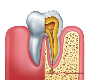 Polpa dentale e terminazioni nervose